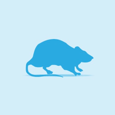 Illustration of a Rat